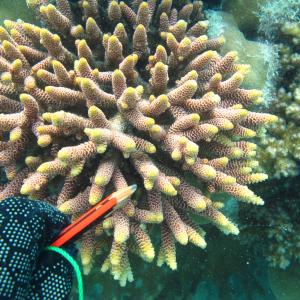 Acropora millepora