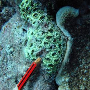 Acanthastrea regularis
