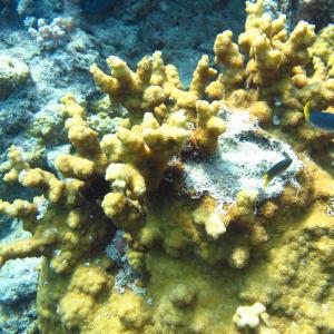 Echinopora gemmacea