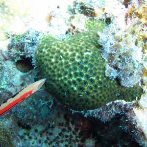 Leptastrea transversa