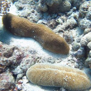 Ctenactis crassa