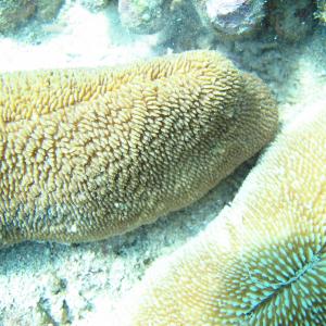 Ctenactis crassa
