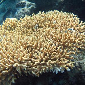 Acropora donei