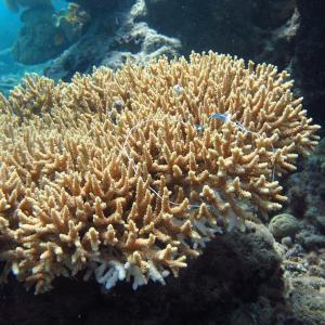 Acropora donei