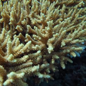 Acropora donei