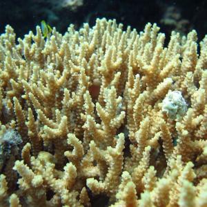 Acropora donei