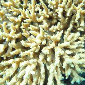 Acropora donei