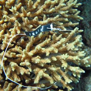 Acropora donei