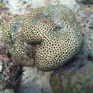 Favia pallida