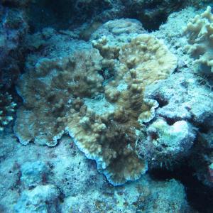 Merulina scabricula