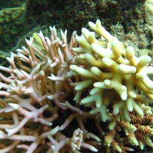 Seriatopora caliendrum