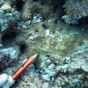 Cyphastrea serailia