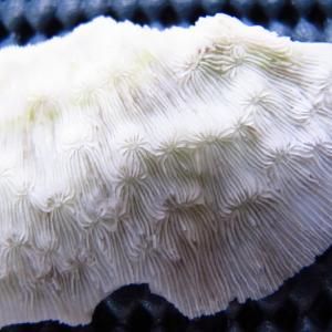 Pavona explanulata