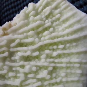 Montipora foliosa