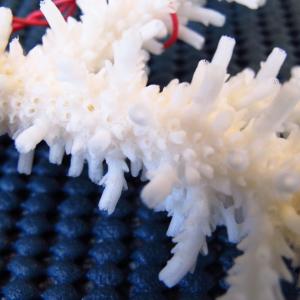 Acropora acuminata