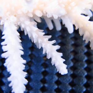 Acropora acuminata