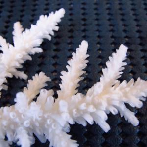 Acropora acuminata