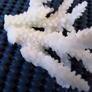 Acropora loripes