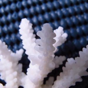 Acropora loripes