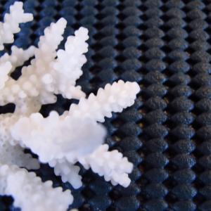 Acropora loripes