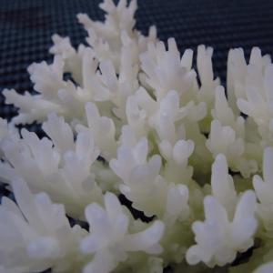 Acropora granulosa