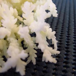 Acropora granulosa