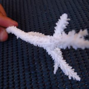 Acropora acuminata