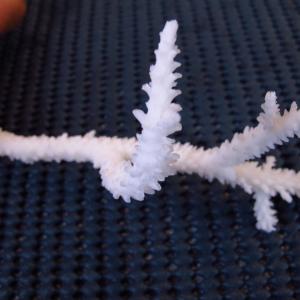 Acropora acuminata