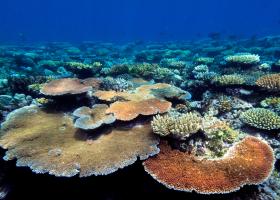 Coral reef with plate coral (Acropora hyacinthus)