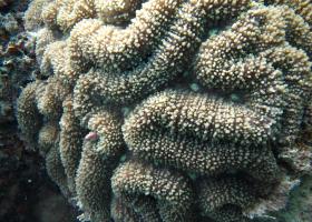 Lobophyllia robusta