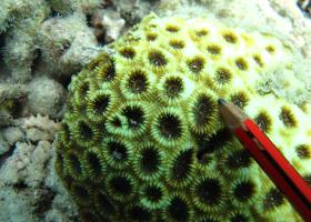 Acanthastrea faviaformis