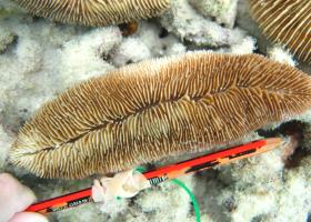 Herpolitha weberi