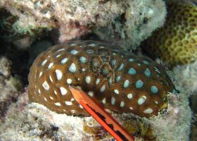 Favites complanata