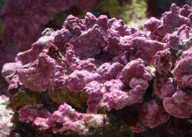 Crustose coralline algae