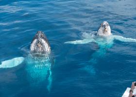 Pair of humpback whales