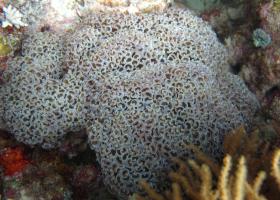 Euphyllia ancora