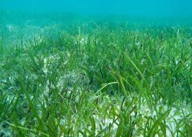 Seagrass meadow at Green Island, GBR