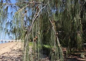 Casuarina equisetifolia