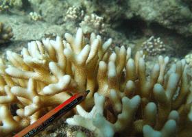Seriatopora caliendrum