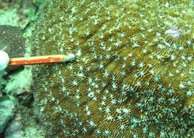 Halomitra pileus