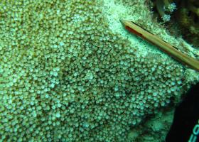 Alveopora spongiosa