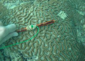 Oulophyllia crispa