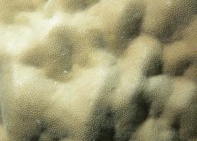 Porites lutea