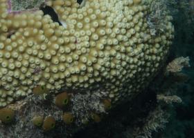 Astreopora myriophthalma