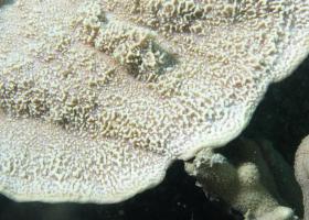 Montipora foliosa