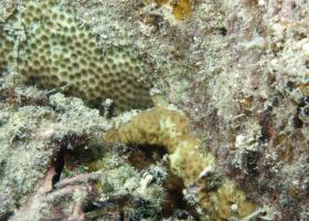Pseudosiderastrea tayami