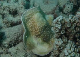 Turbinaria radicalis