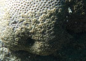 Goniopora tenuidens