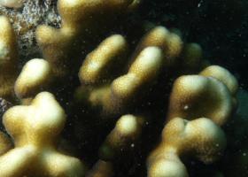Stylophora pistillata