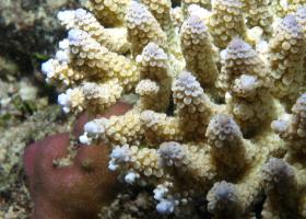 Acropora digitifera